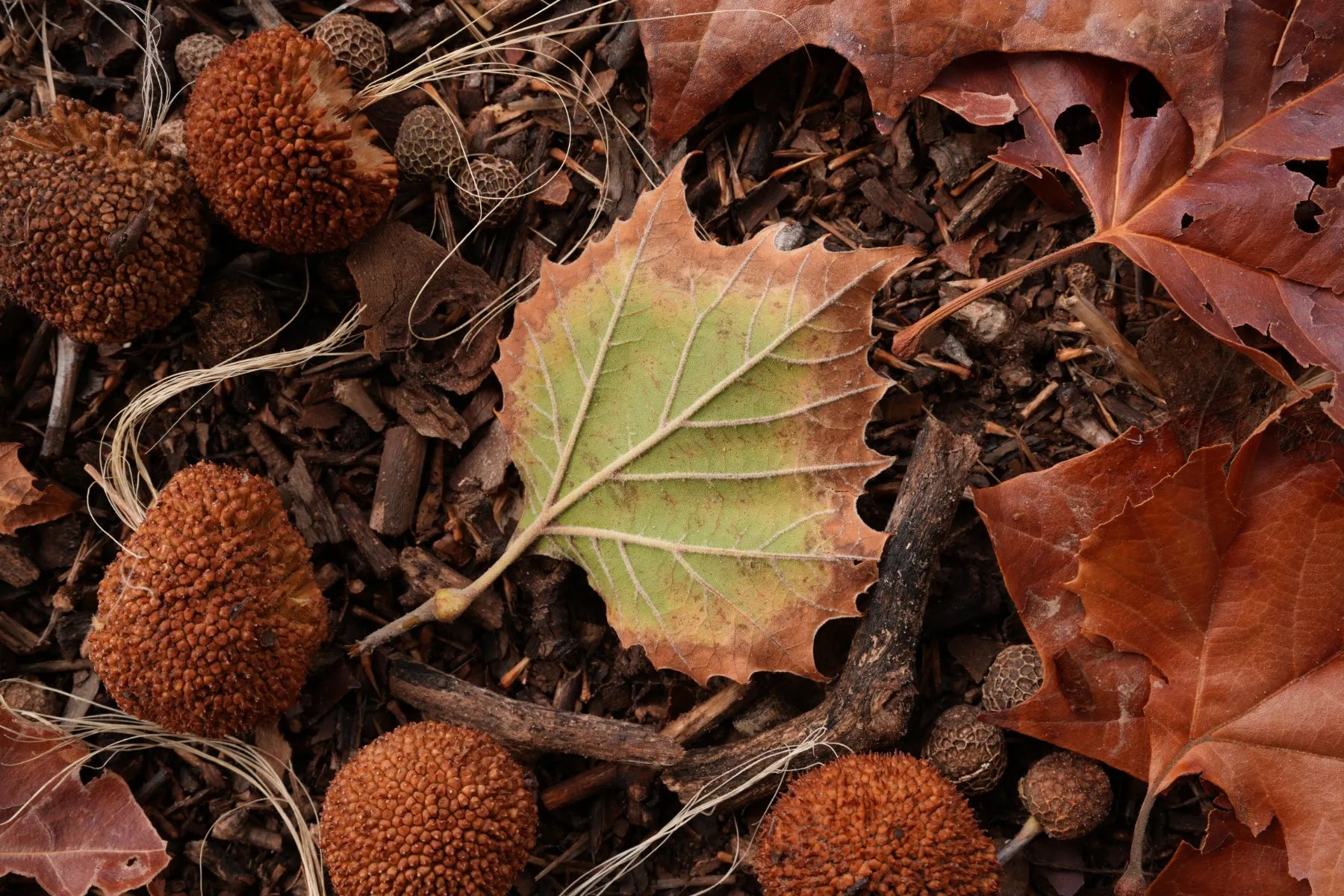 Sony FE 50 mm f/1.4 G Master — High-Speed Standard Prime Lens