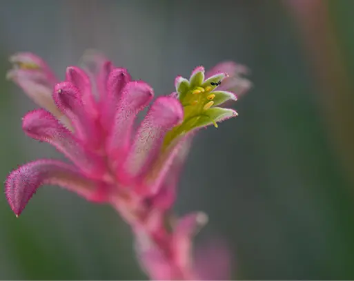 Sony FE 70-200 mm f/4 Macro G OSS II — Telephoto Zoom Lens